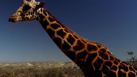 Traveling Shot Of A Giraffe Walking On The Savanna