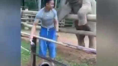 Funny and cute elephant moments