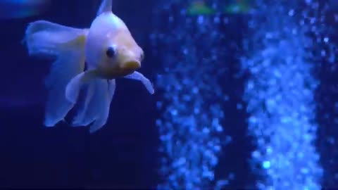 Relaxing SEALIFE Dancing to Music - Dangerous, Funny, and Beautiful Moments to Chill Out