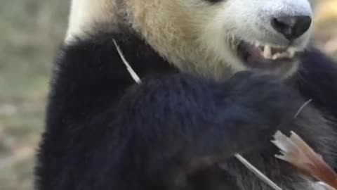 Handsome giant panda