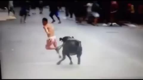 funny bull video