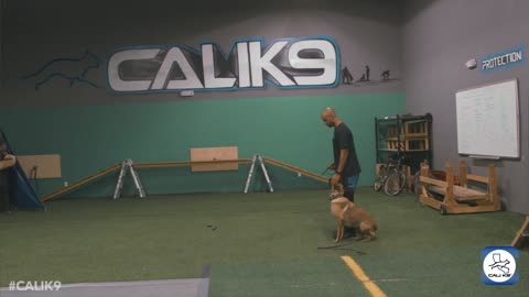 Dog Training - Trainer's Training and Bite Work