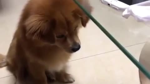 dog is looking for piece of biscuit