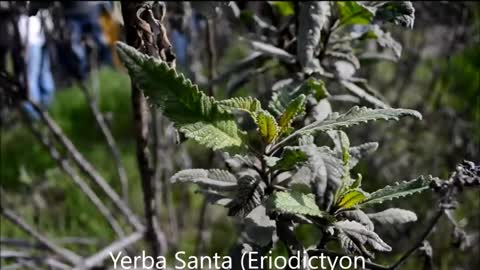 Southern California Medicinal plants at Rosemont Preserve La Crescenta