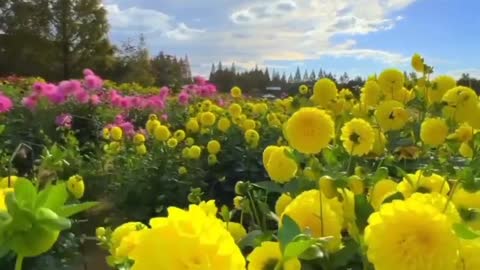 Amazing Dahlia fields