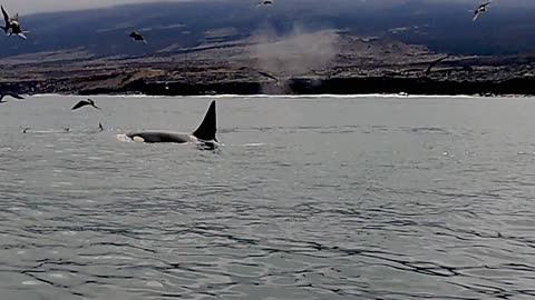 Incredible Encounter with Wild Orca: Watch as Tourists in Tiny Boat