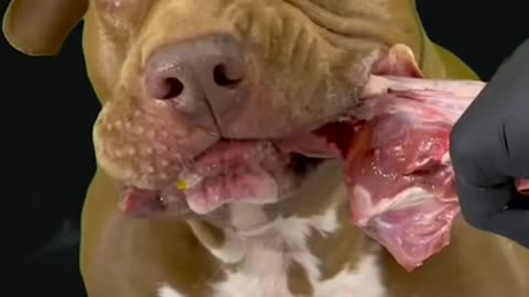 ASMR Dog Eating soundshorts asmr mukbang