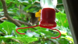 Hummingbird