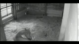 Baby cam 5/13/23