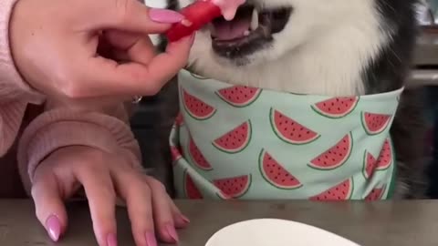 Perfect DOG summer treat! #dog #watermelon