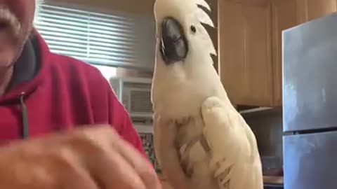 Cockatoo Critiques Cribbage Game