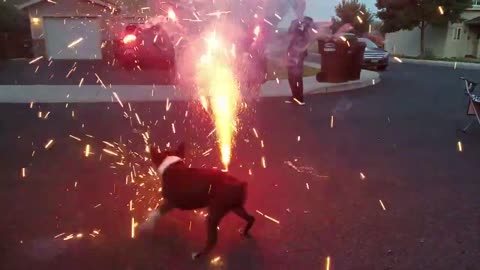 Brave Dog Runs Around Firework Excitedly While Owners Celebrate Fourth of July