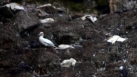 Bird flu kills hundreds of sea lions in Peru