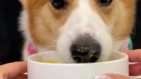 Corgi is the cutest dog eating 1 (14)