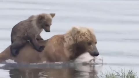 very cute puppy on mother's back crossing the river