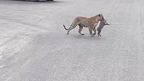 Cheetah Attacks on Baby Pig