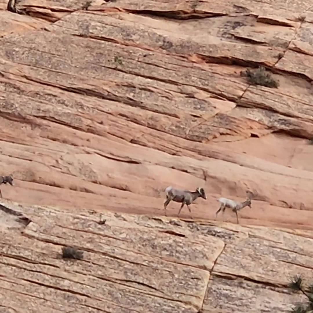 Mountain Goats