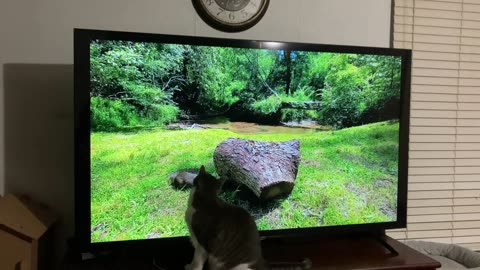 Squirrel Watching Cats!