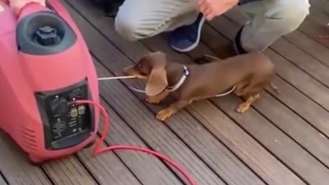 Oh, my God, this dog is amazing. He's helping to start the machine
