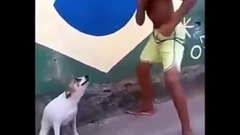 cute dog dancing video