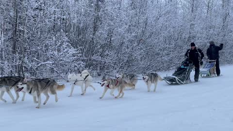 Husky Dog Sledding & Mushing Experience in Fairbanks, Alaska in Nov. 2022