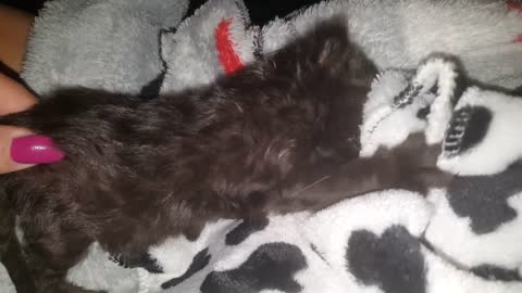 Rescue kitten Tiny smurggeles his blanket