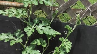 Vertically Growing Sugar Baby Watermelons