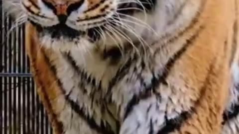 New tigar funny videos viral veri amening short