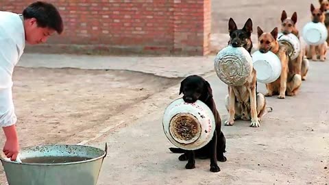 SMART AND TRAINED DOGS