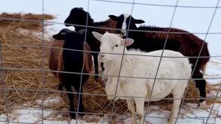 Goats are out in the snow