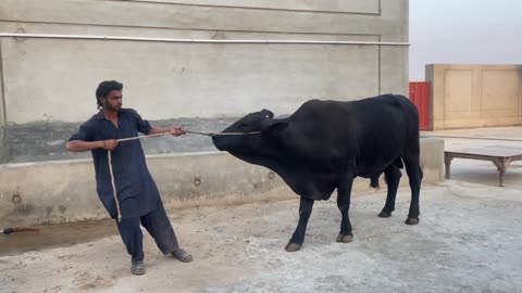 Austrian bull from Pakistan