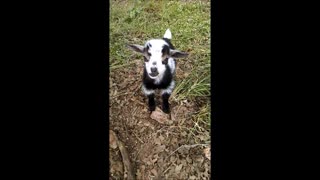 Inky the Goat Giving Big Smiles for the Camera