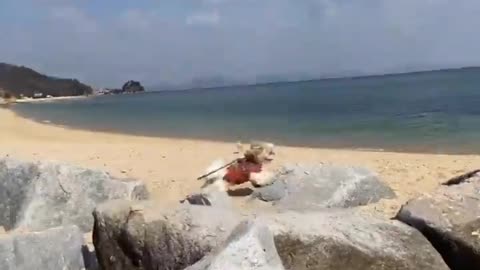 Puppy Going Beach For Playing Funny Dog Video