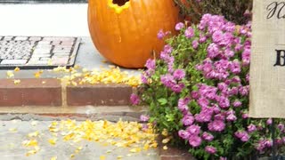 Squirrel Creates a New Home in Halloween Pumpkin