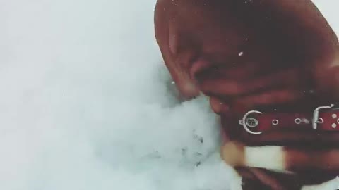 Brown dog going down slide with snow