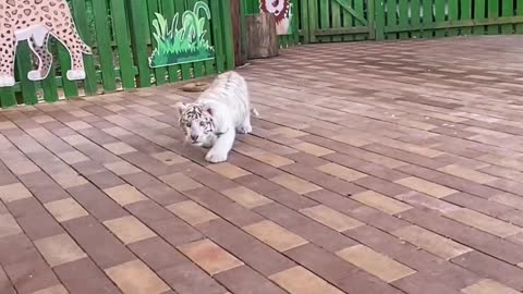 Cute little tiger