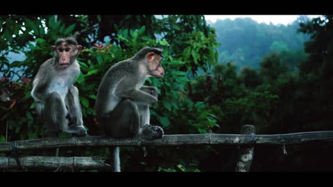 Advance New Nature # forest 🦁relaxing # Monkey 🐒 🐒 video !! 2022-2023