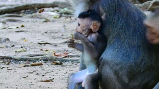 Funny animals # baby monkey #79# love animals.
