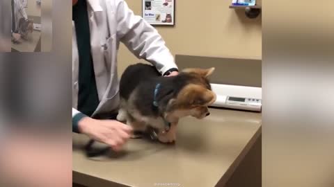 The dog is seeing a doctor