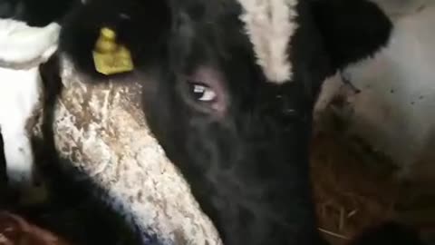 A cow in the stable
