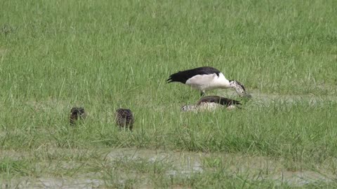 African comb ducks and red billed teal ducks in Chobe National Park in Botswana