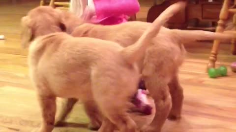 Toddler Uses Her Mouth To Play Tug Of War With Retriever Puppies