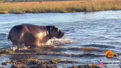 HIPPO ATTACKS 3 LIONS CROSSING THE RIVER