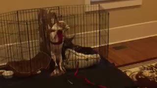 Dog Climbs Out of Cage