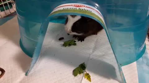 PARSLEY EATING GUINEA PIG