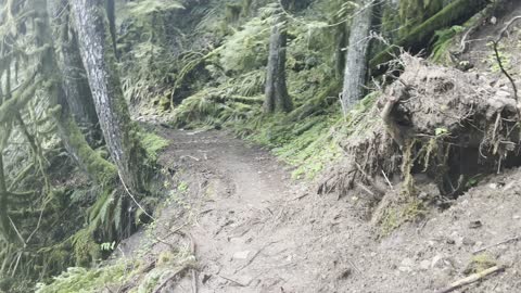 Arriving at River Overlook Section of Old Growth Rainforest – Salmon River – Mount Hood – 4K