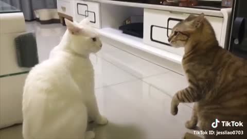 GATOS ESPERTOS E FALANTES