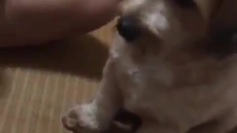 This dog has got no chill!! funny dog video.