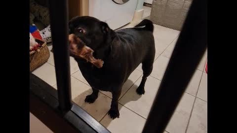 Pug with a bone