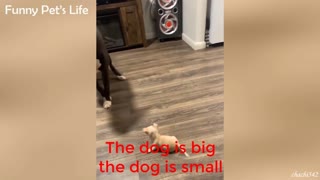 The dog is big the dog is small